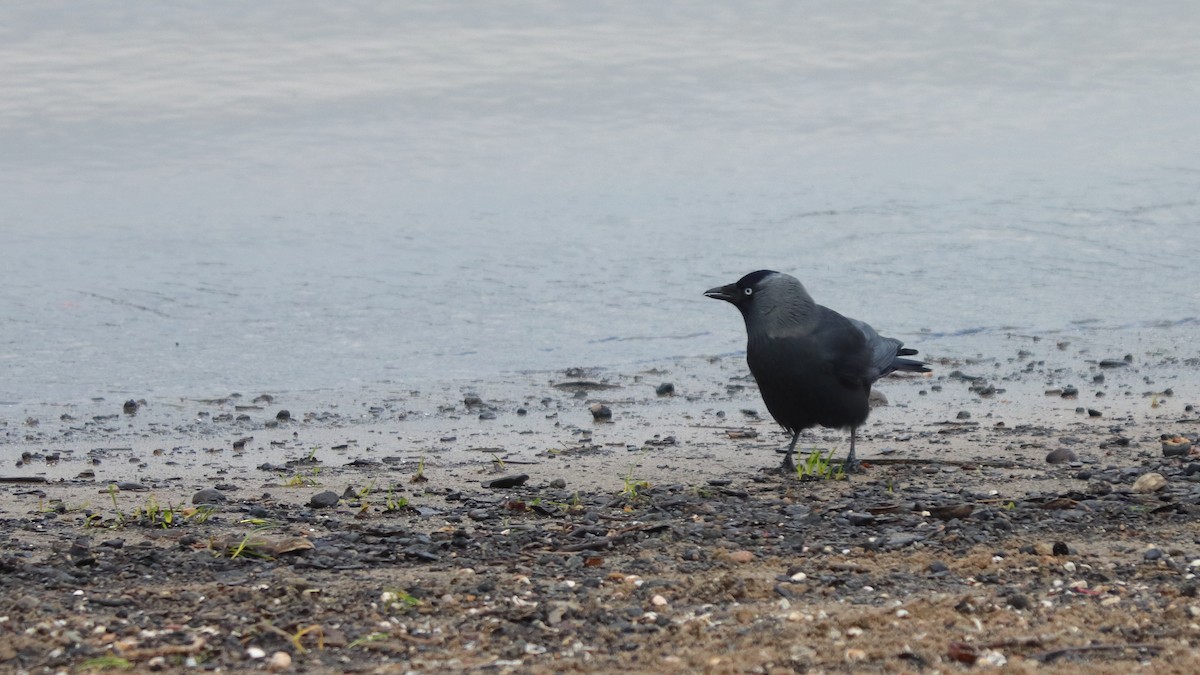 Eurasian Jackdaw - ML406423651