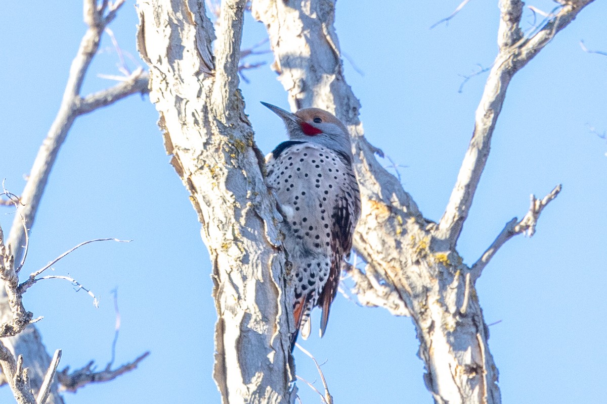 Northern Flicker - ML406425571