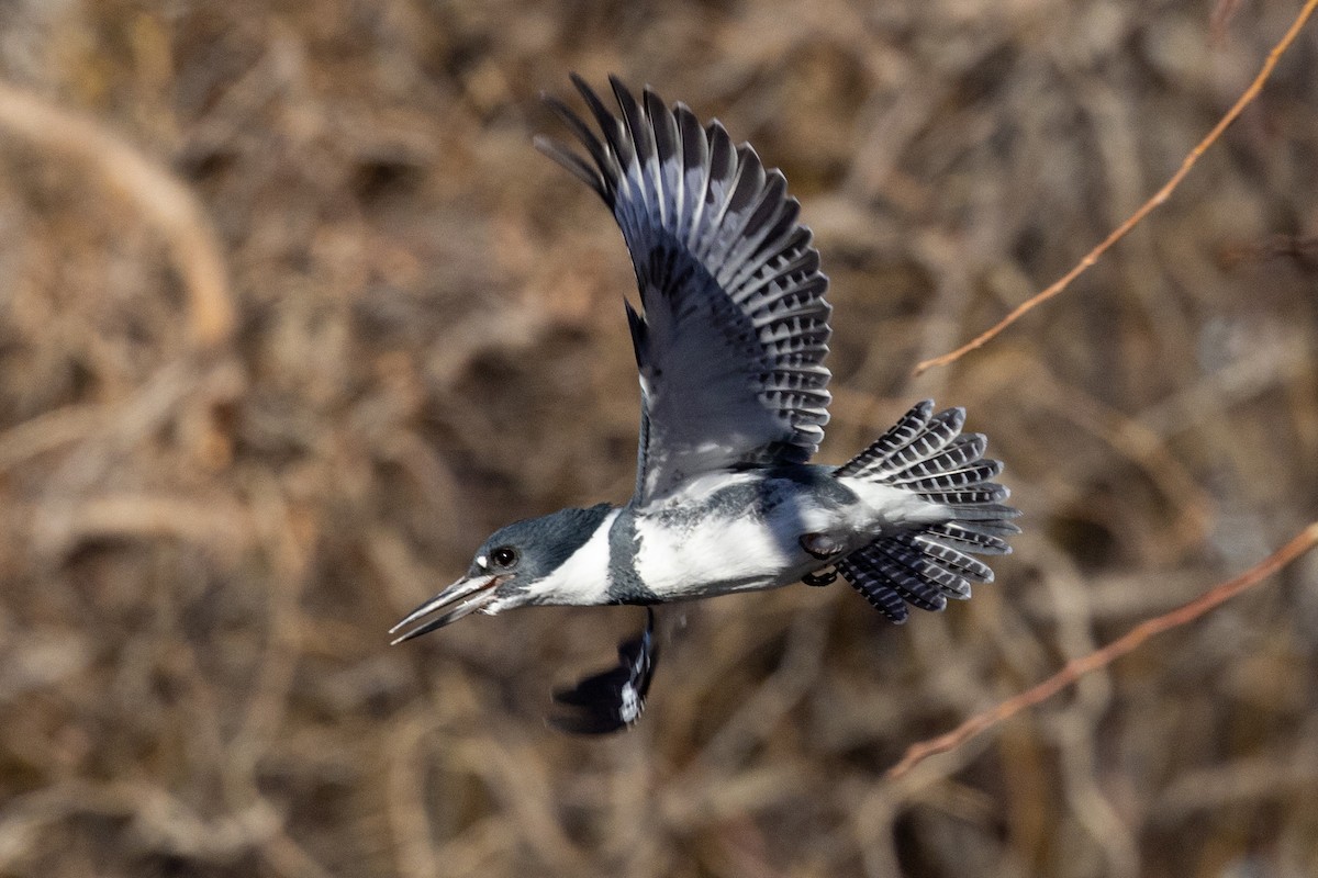 Belted Kingfisher - ML406425581