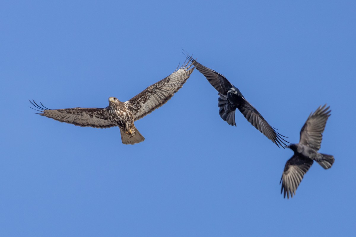 Red-tailed Hawk - ML406425691