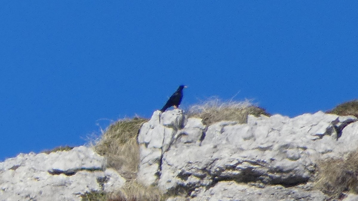 Yellow-billed Chough - ML406425701