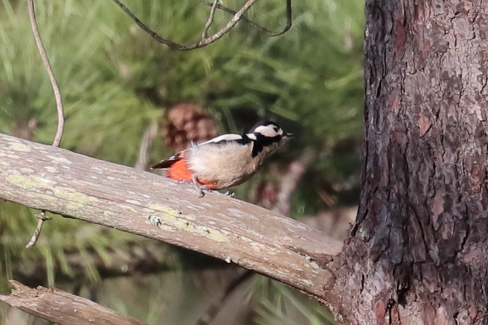 Great Spotted Woodpecker - ML406428141