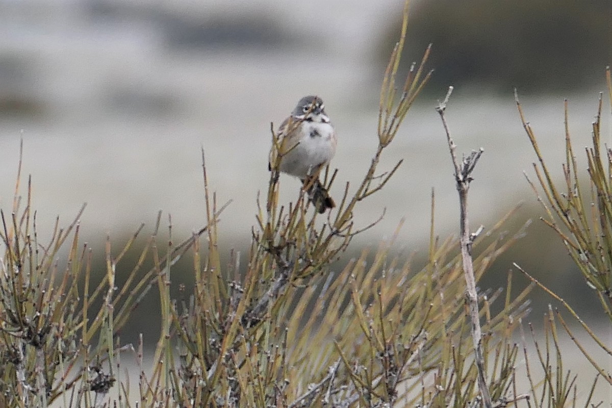 Bell's Sparrow - ML406428411