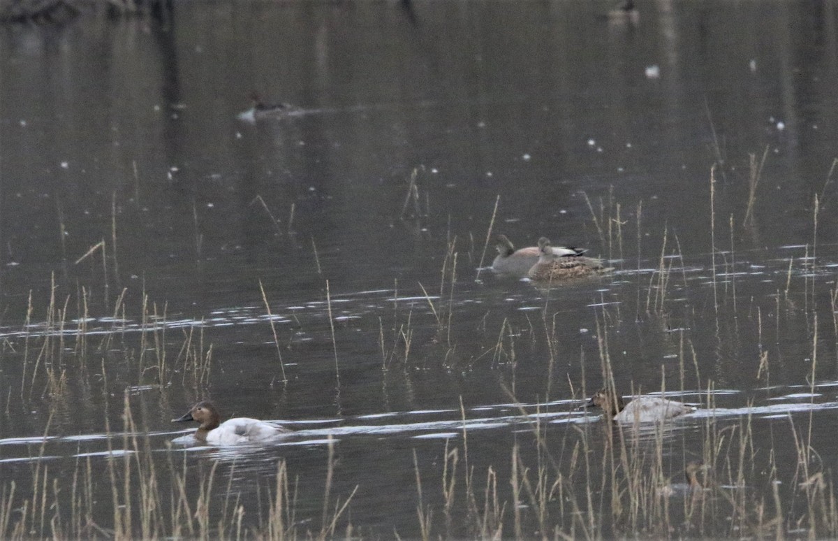 Canvasback - ML406429931