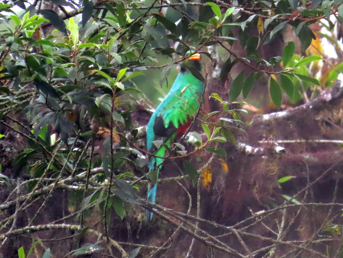 Golden-headed Quetzal - ML406432501