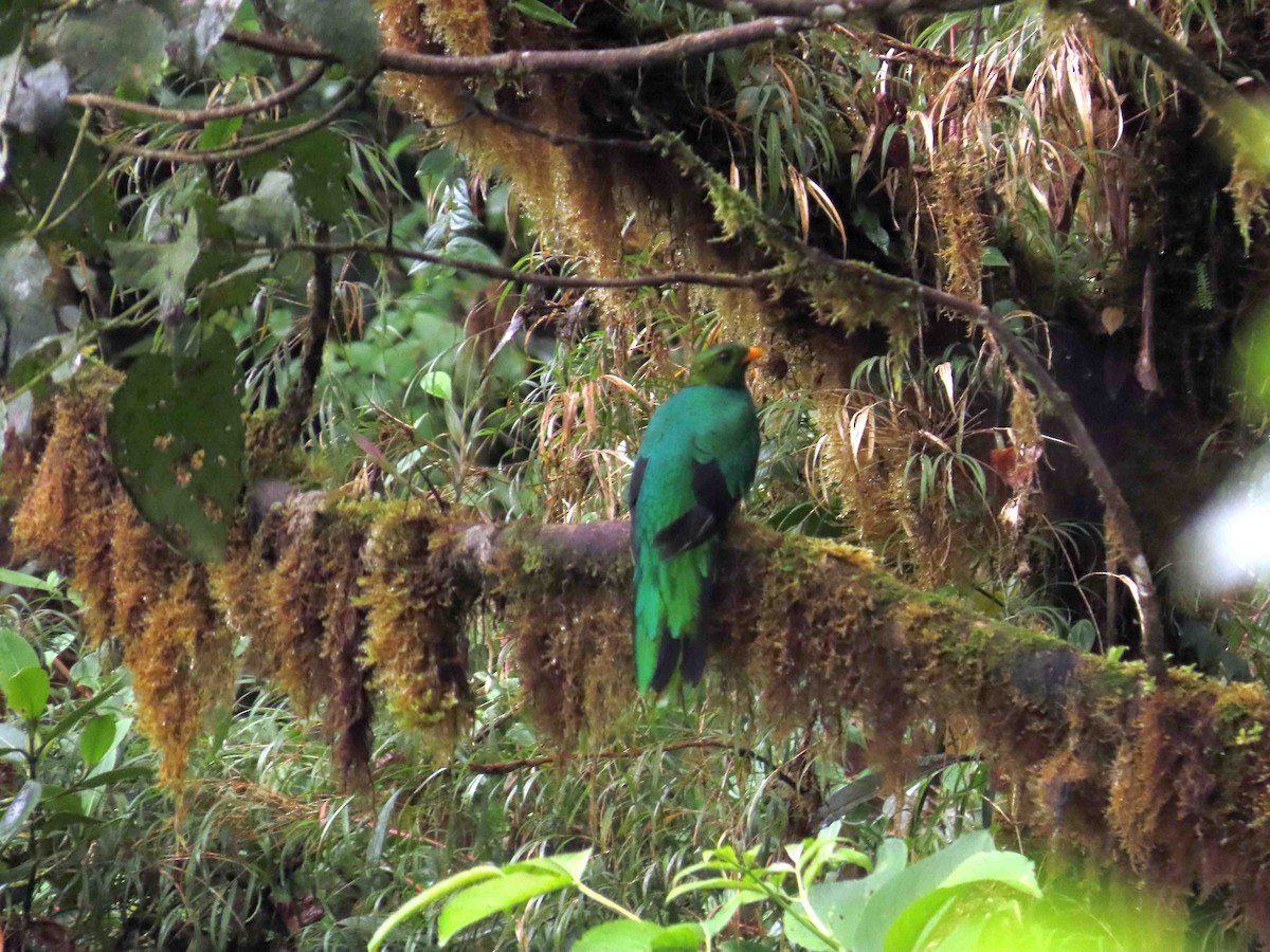 Golden-headed Quetzal - ML406433041