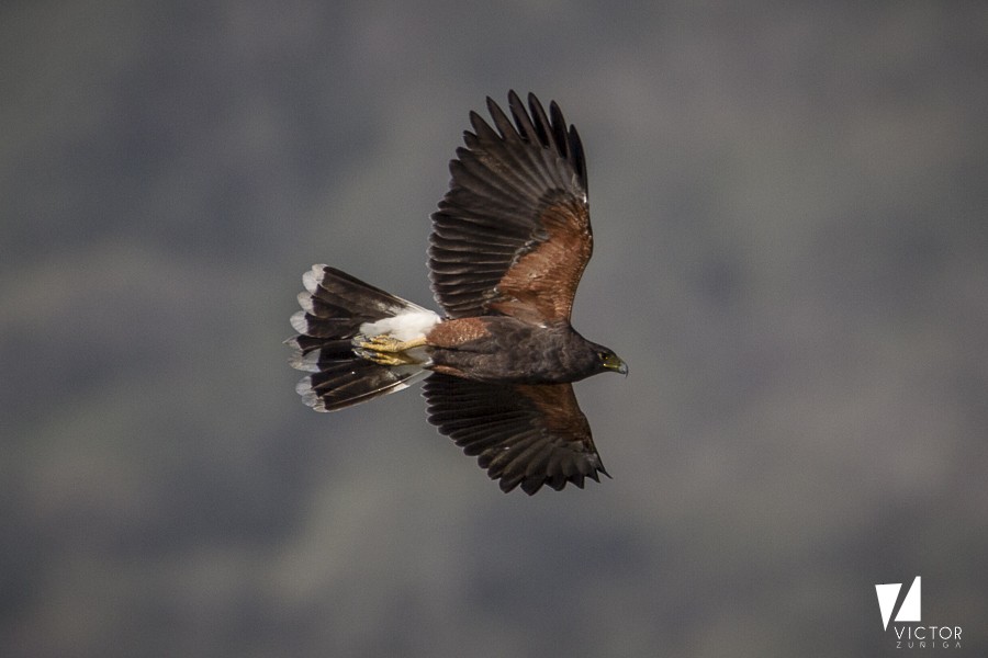 Harris's Hawk - ML406433631