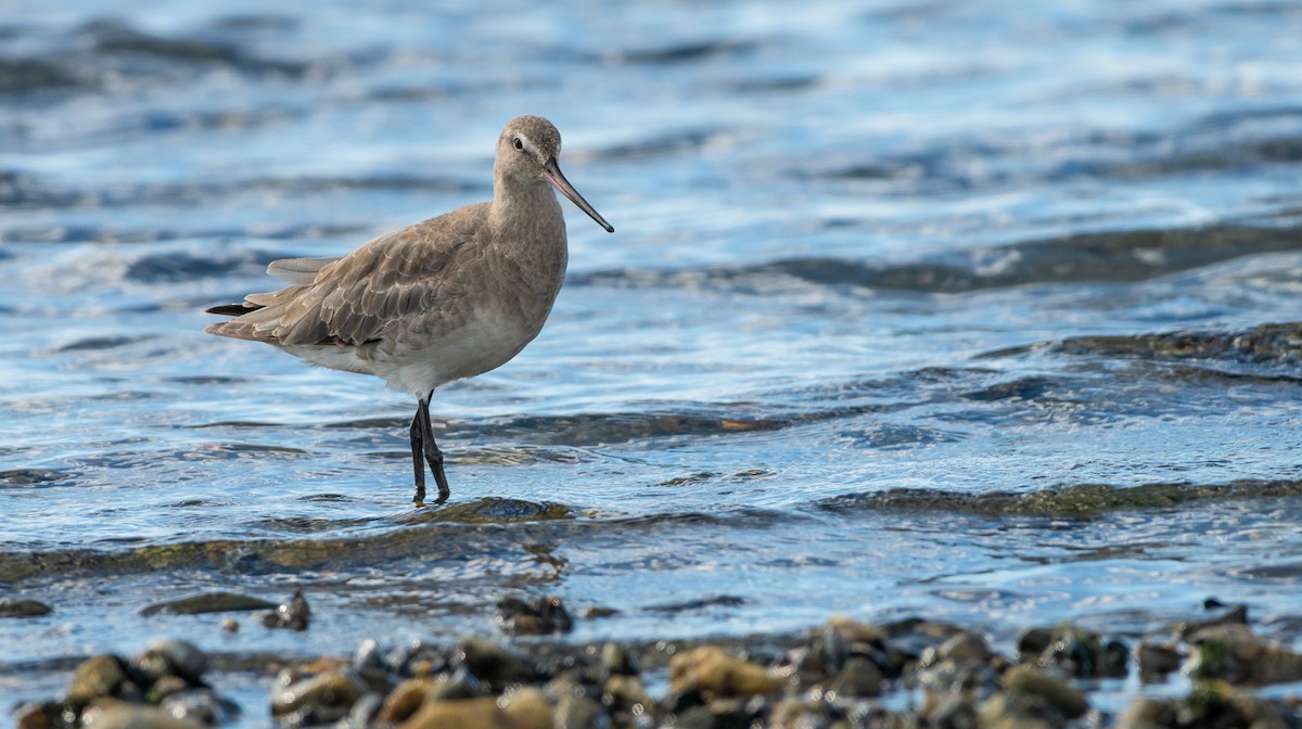 Hudsonian Godwit - ML406433981