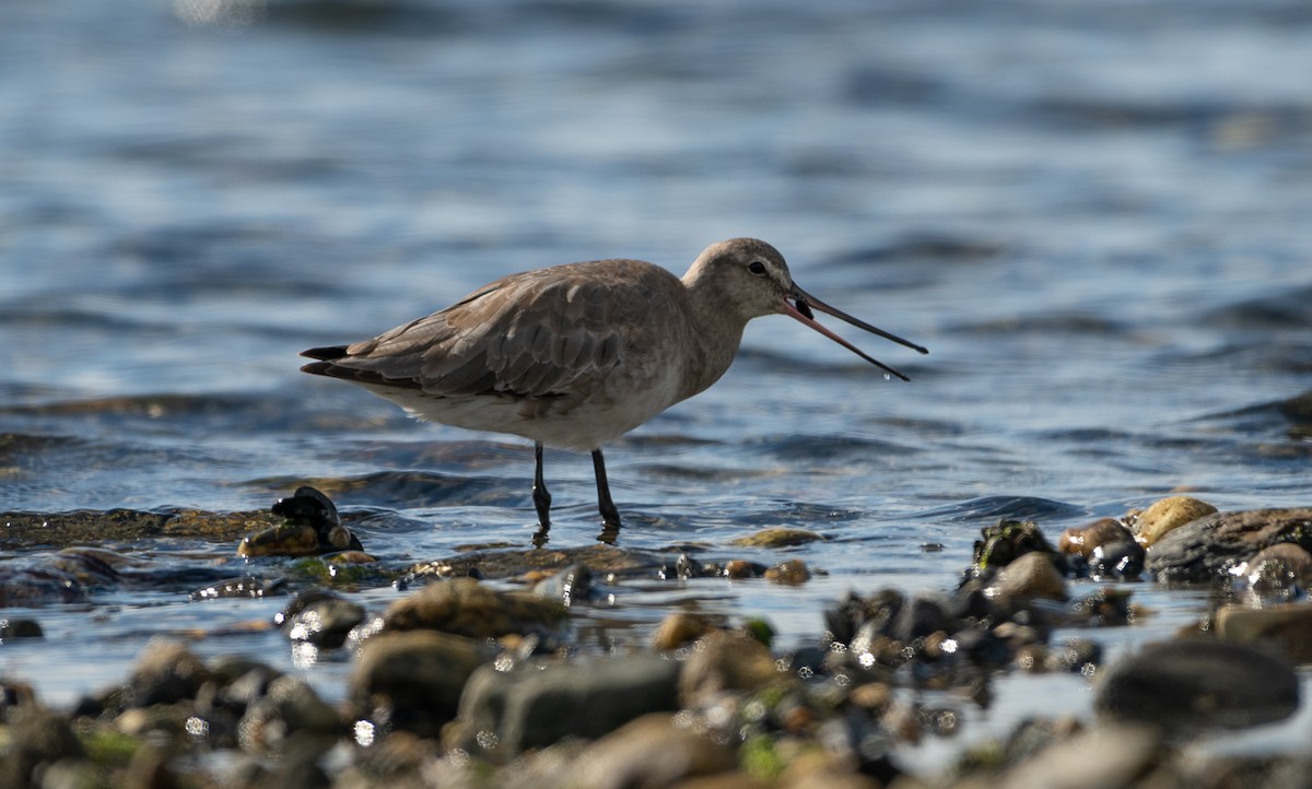 Hudsonian Godwit - ML406434091