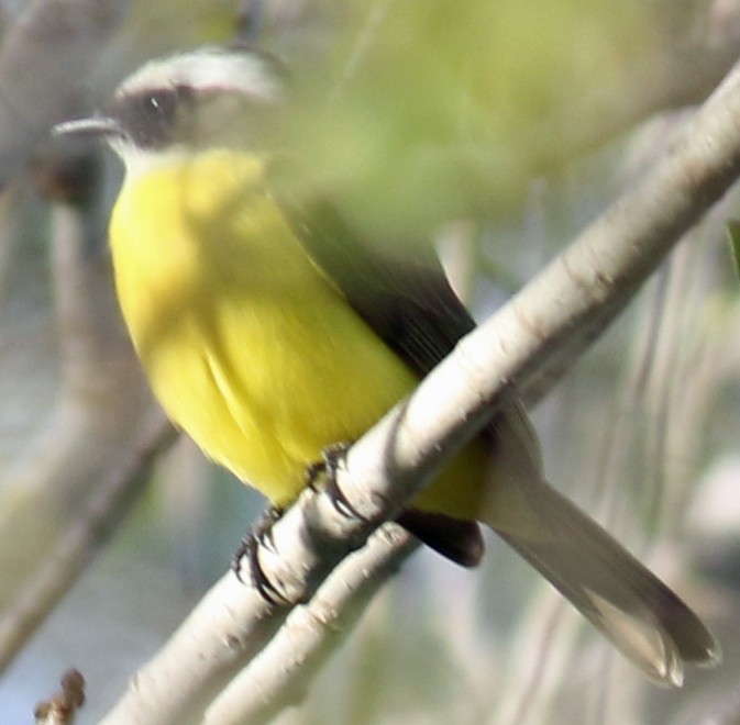 Social Flycatcher - ML406434141