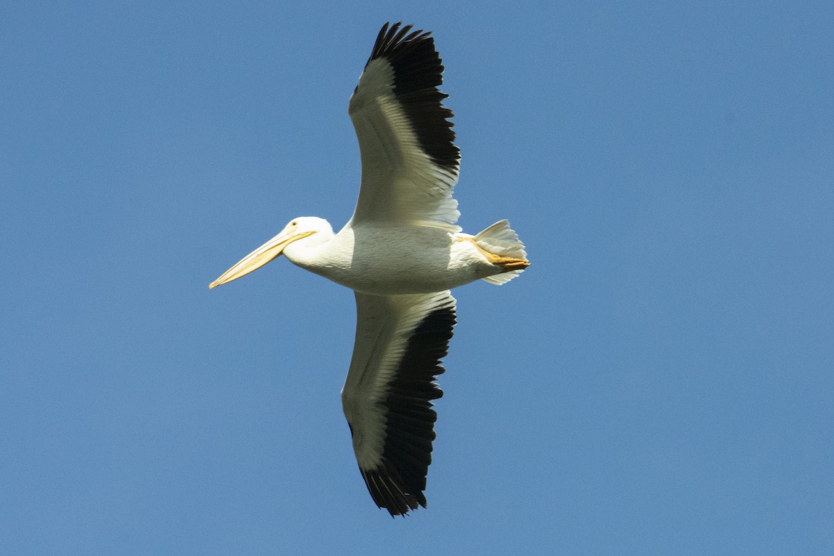 American White Pelican - Anthony Lee