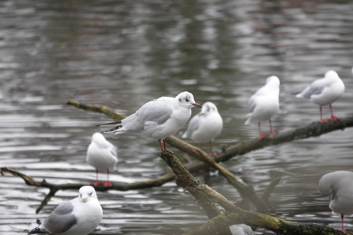 Black-headed Gull - ML406434801