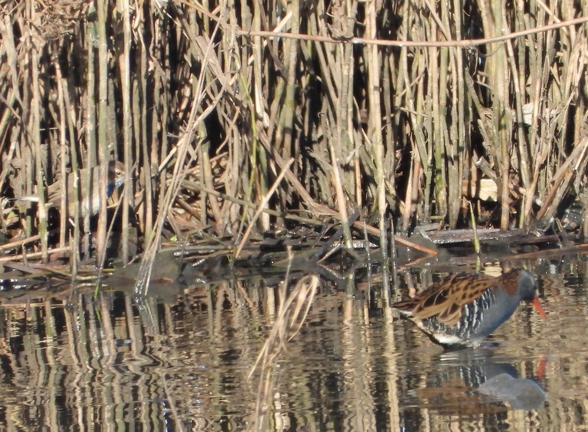 Bluethroat - Jon Iratzagorria Garay