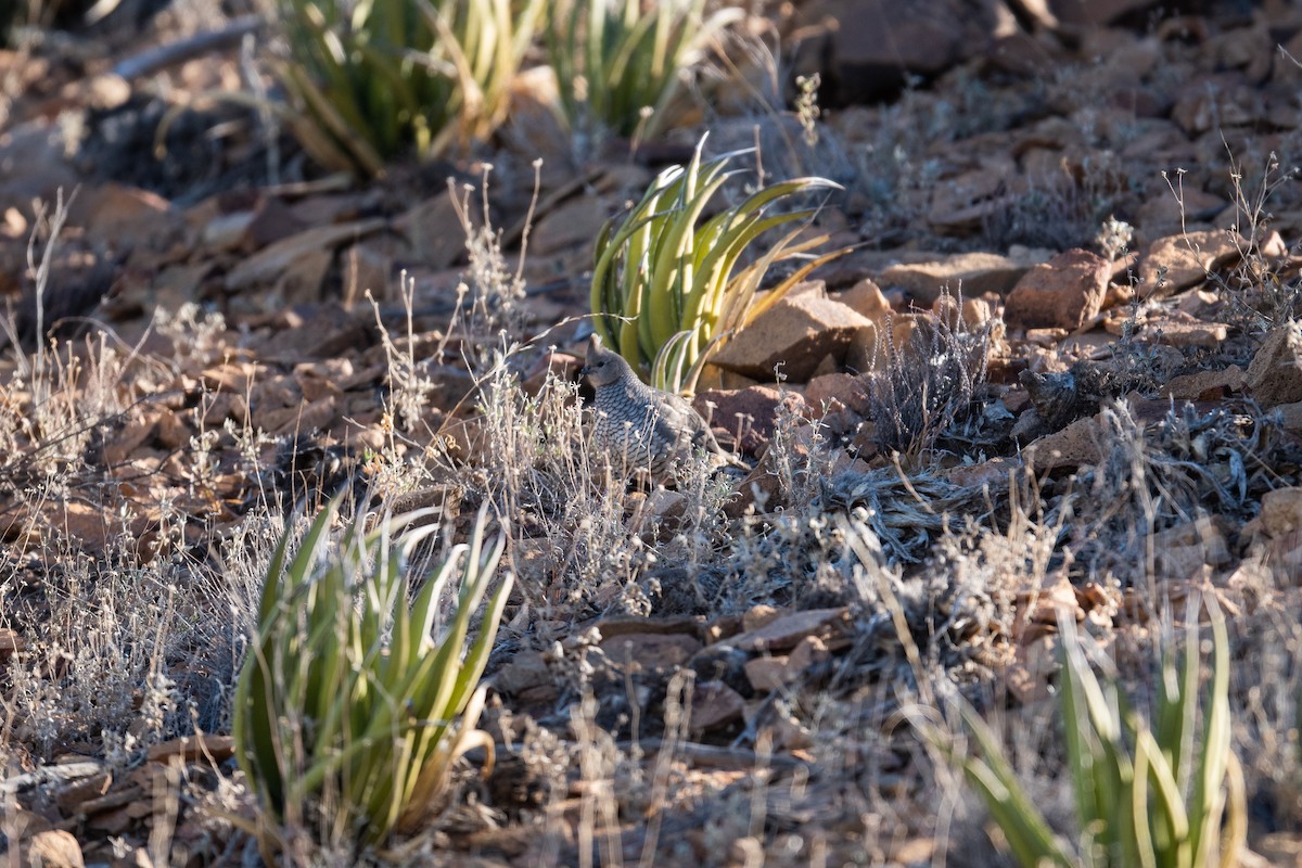 Scaled Quail - ML406437831