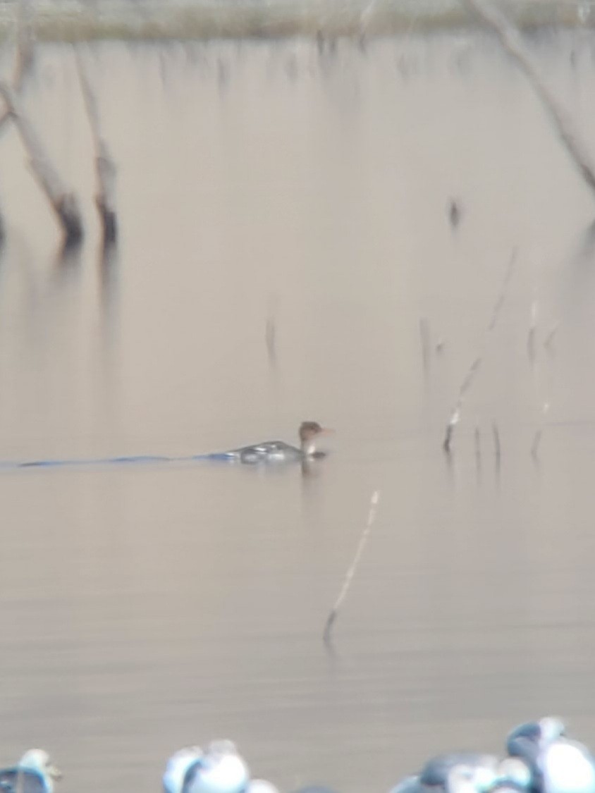 Red-breasted Merganser - ML406441621