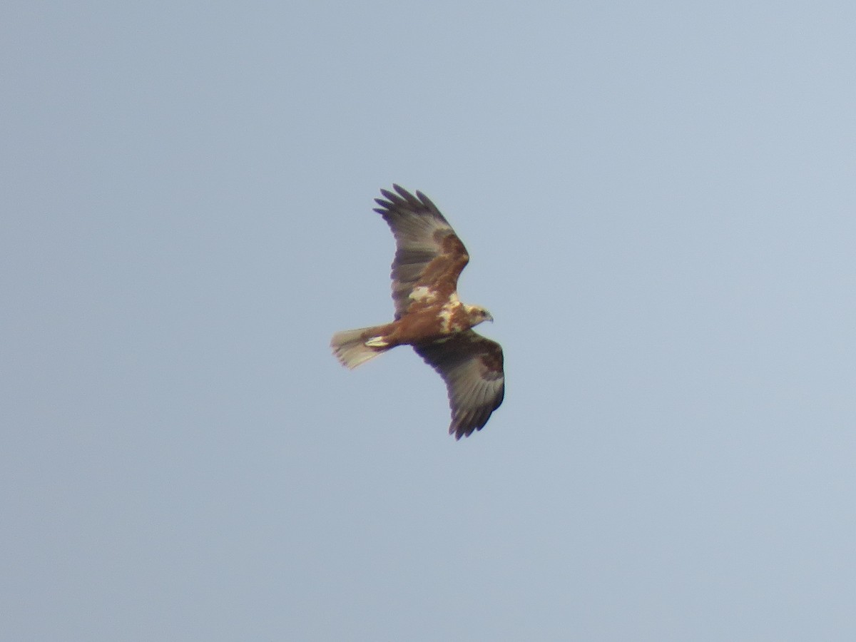 Western Marsh Harrier - Mitra Daneshvar