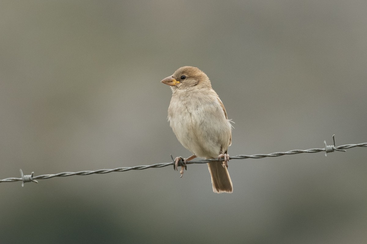 House Sparrow - Jorge Lopez Moreno