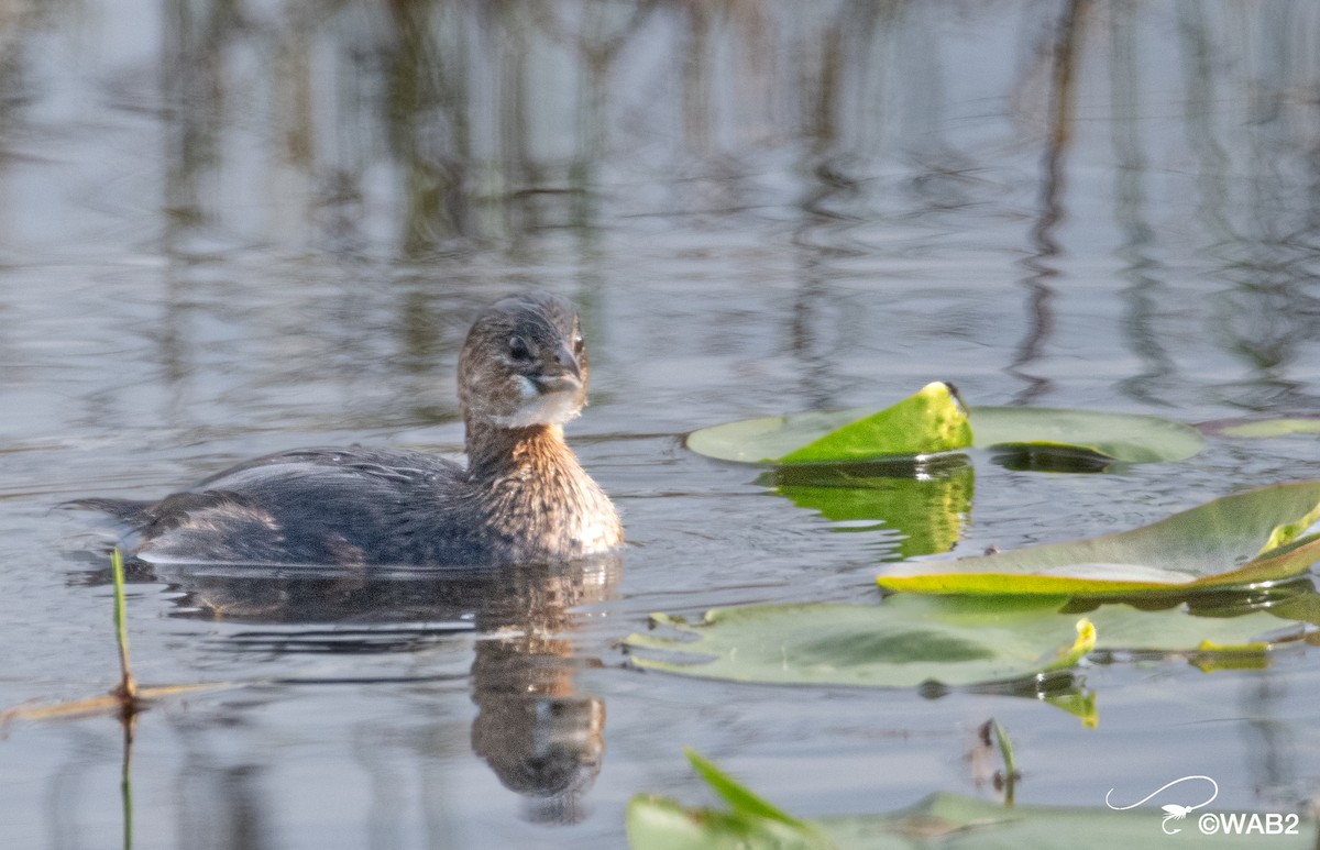 Pied-billed Grebe - ML406444561