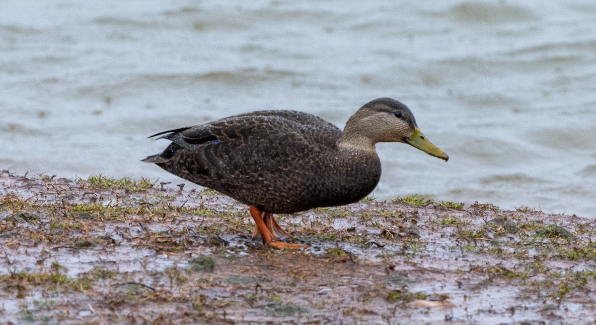 American Black Duck - ML406444861