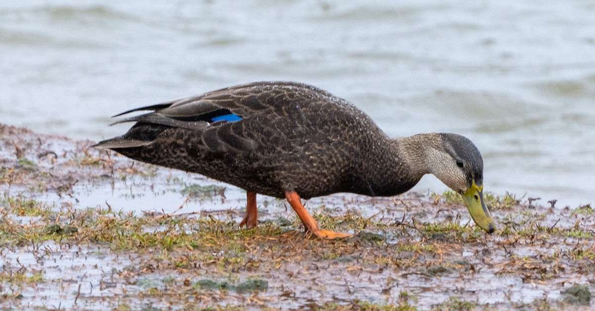 American Black Duck - ML406444981