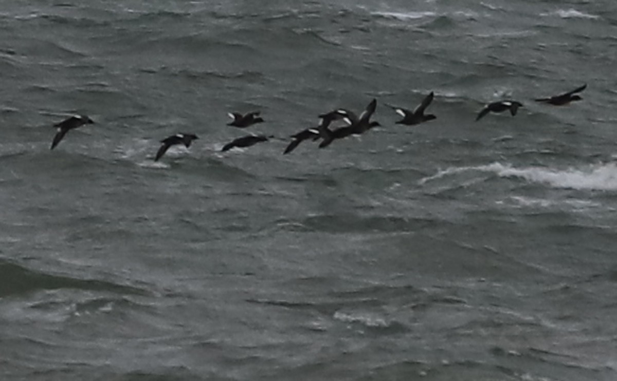 White-winged Scoter - ML406445361