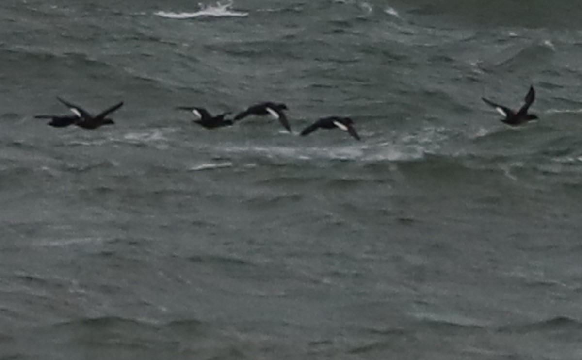 White-winged Scoter - ML406445391