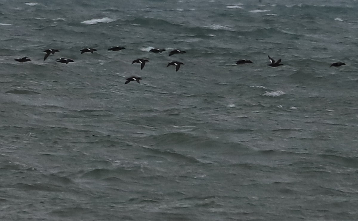 White-winged Scoter - ML406445421