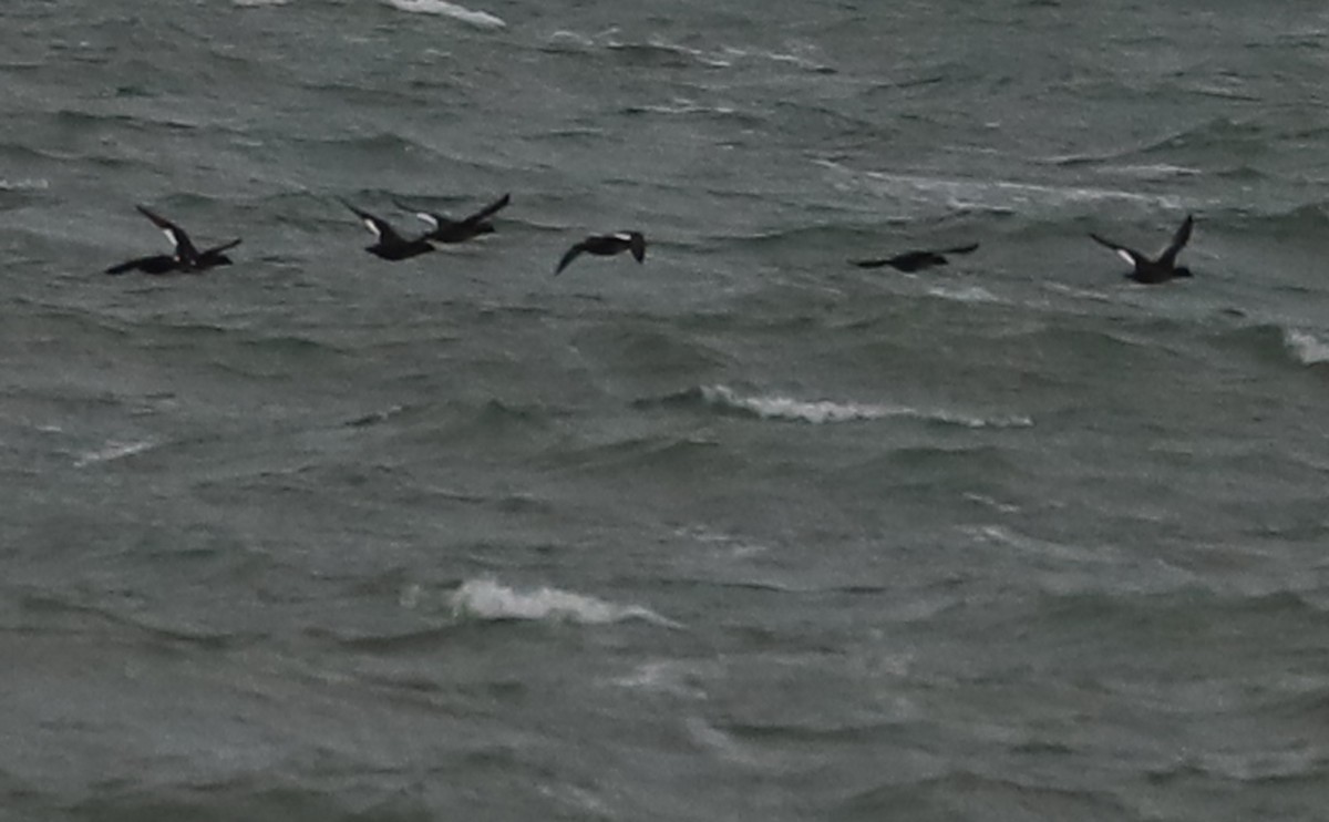 White-winged Scoter - ML406445491