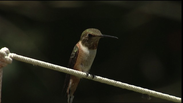 Colibrí (Selasphorus) sp. - ML406449