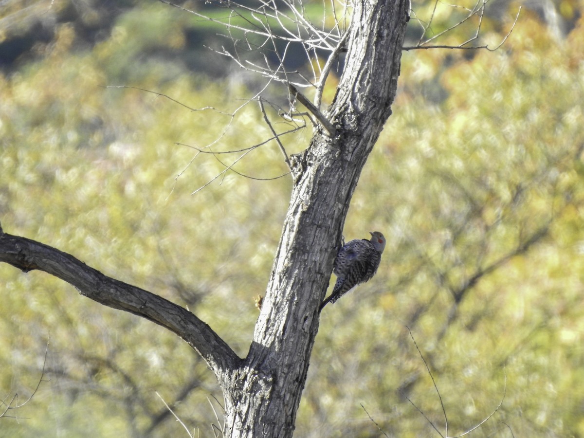 Northern Flicker - ML406449111