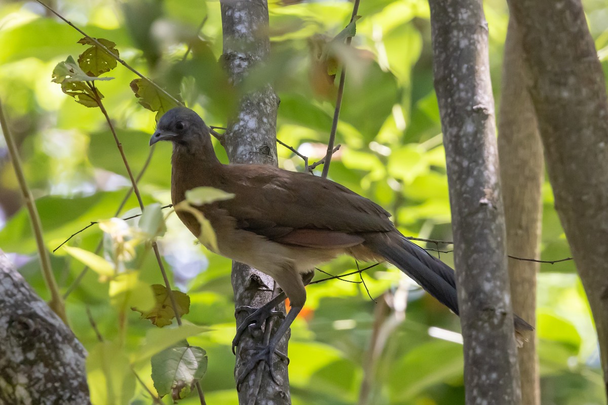 Gray-headed Chachalaca - ML406449871