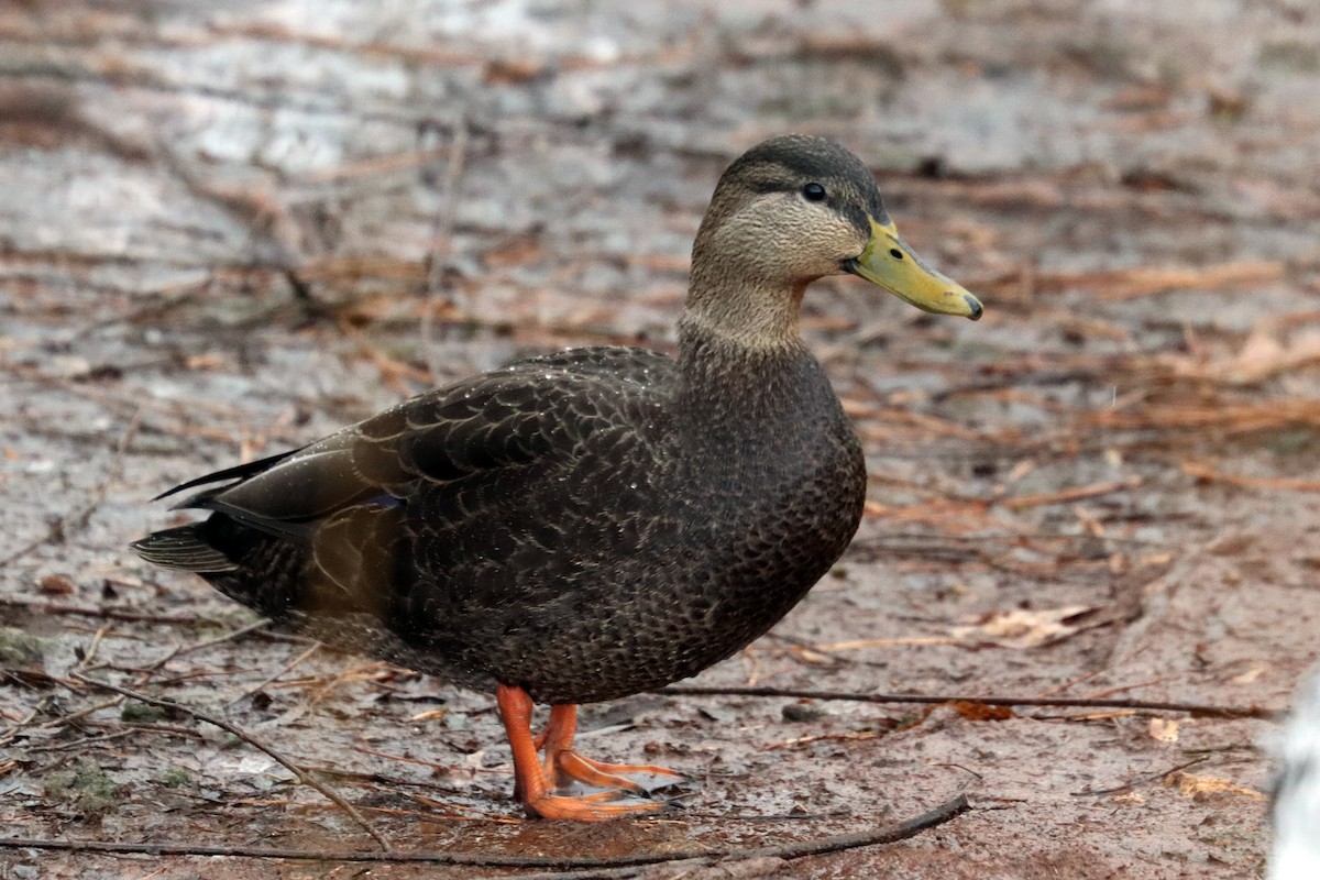 American Black Duck - ML406451631