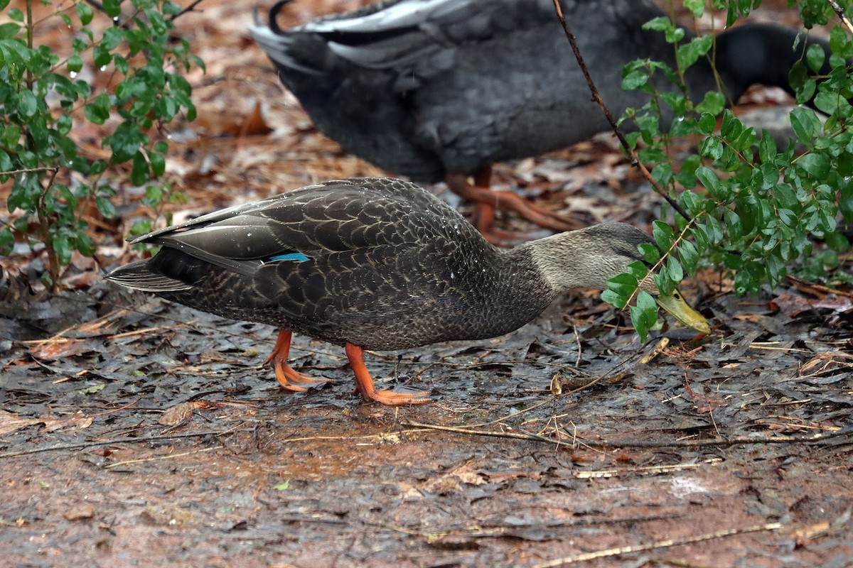 アメリカガモ - ML406451651