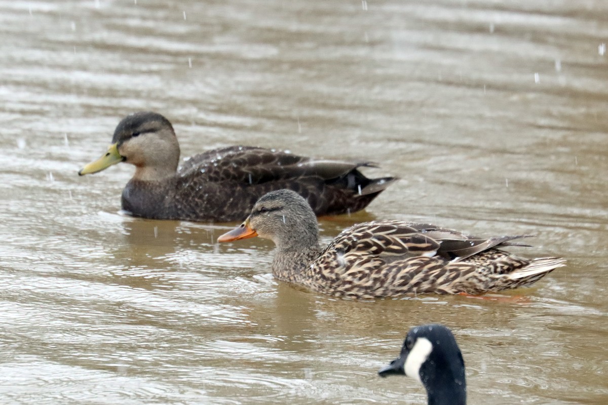 American Black Duck - ML406451681