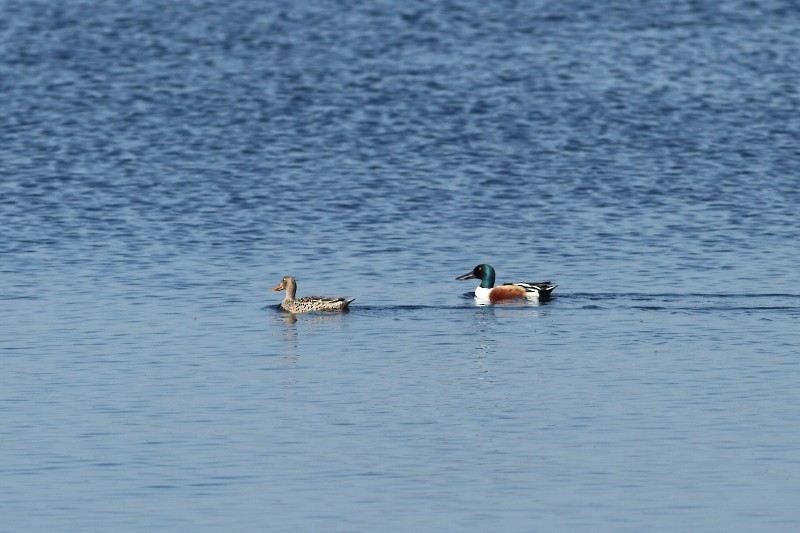 Northern Shoveler - Simon Feys