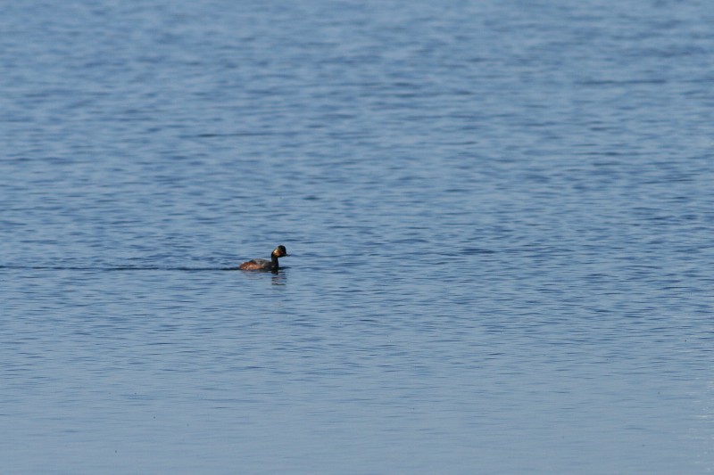 Eared Grebe - Simon Feys