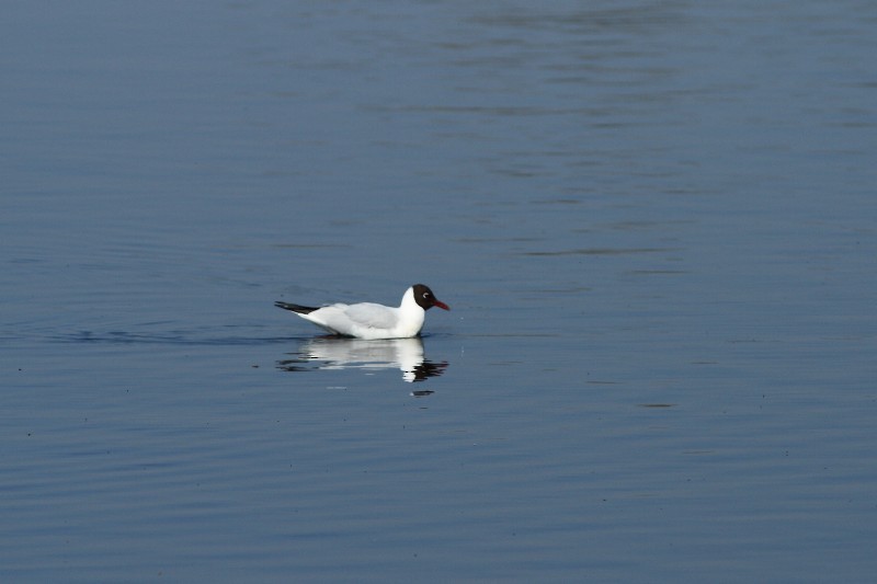 Black-headed Gull - Simon Feys