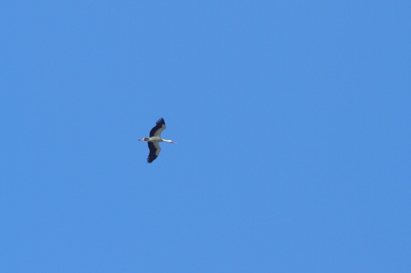 stork - ML406452361