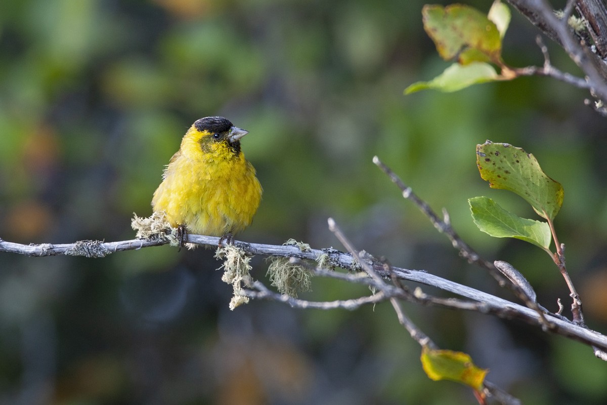 Black-chinned Siskin - ML406452591