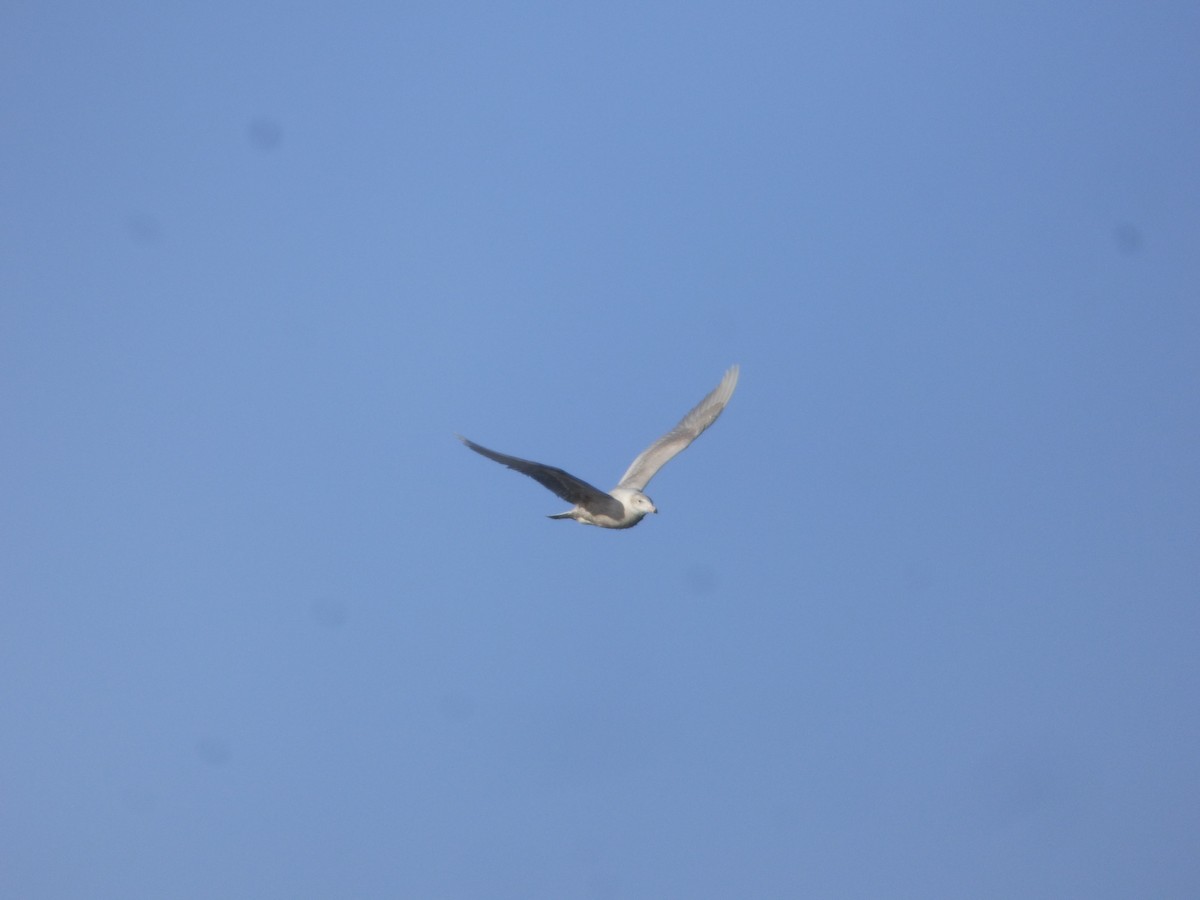 Glaucous Gull - Marieta Manolova