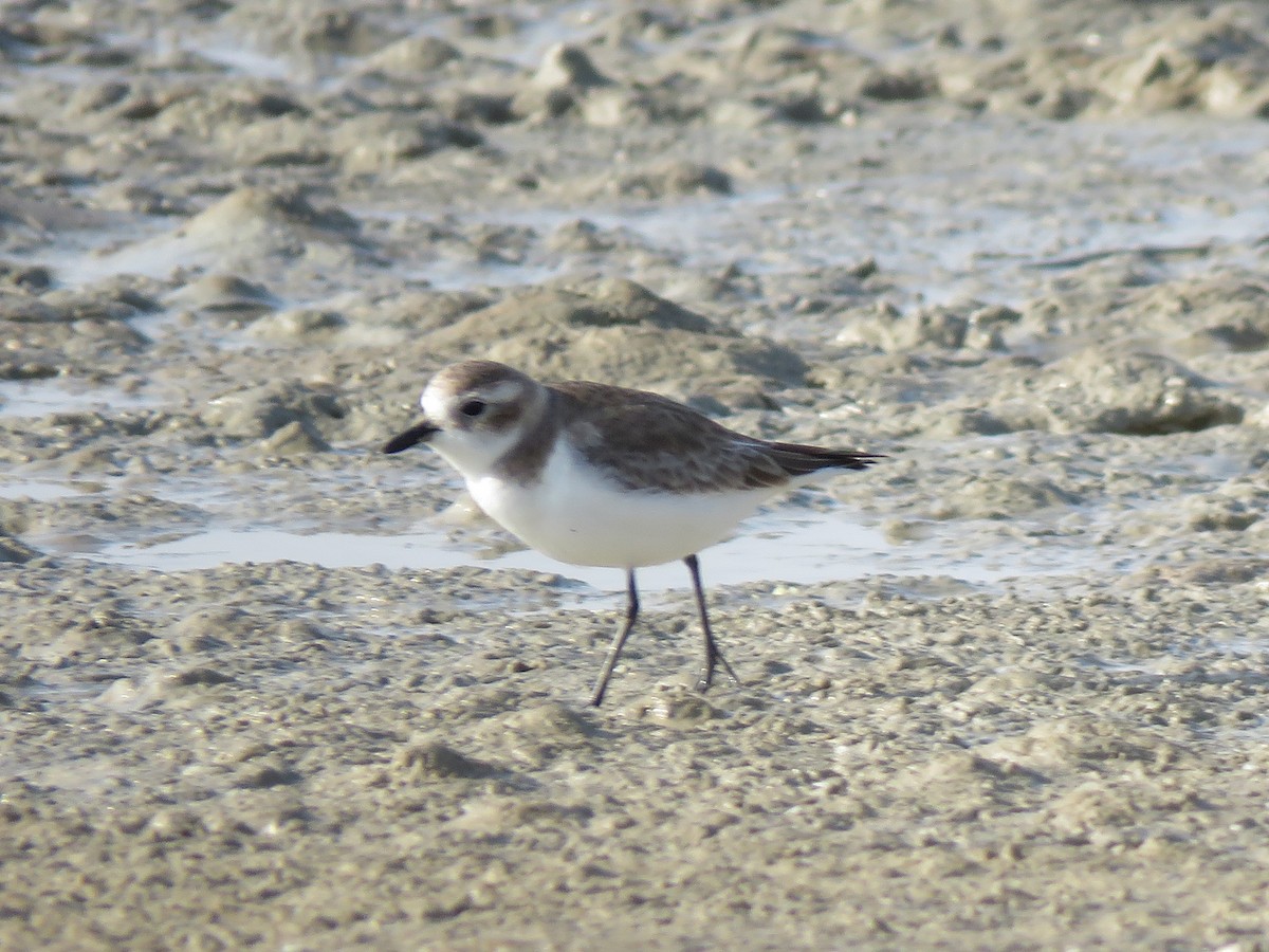 Kentish Plover - Mitra Daneshvar