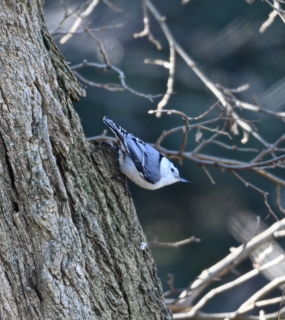 White-breasted Nuthatch - ML406456981