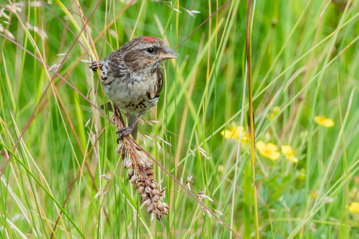 Lesser Redpoll - ML406458401