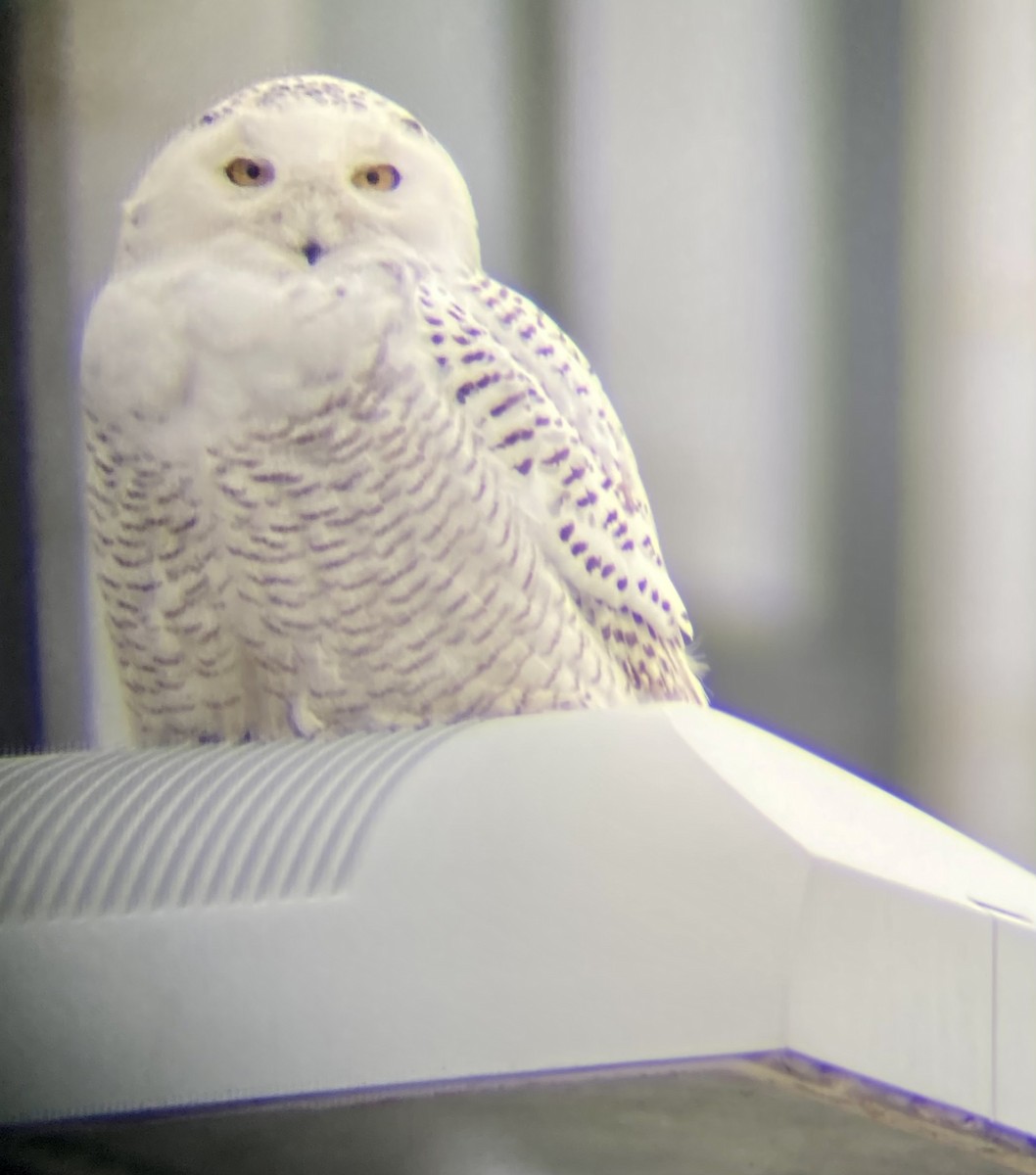 Snowy Owl - ML406458541