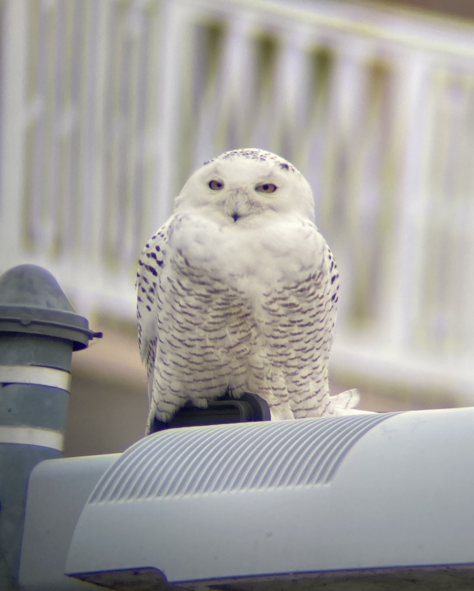 Snowy Owl - ML406458551
