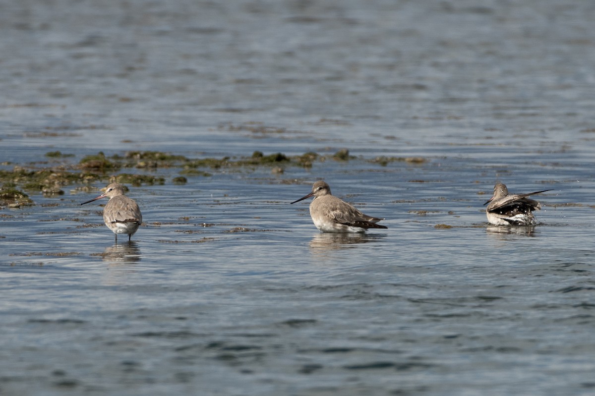 Hudsonian Godwit - ML406458621