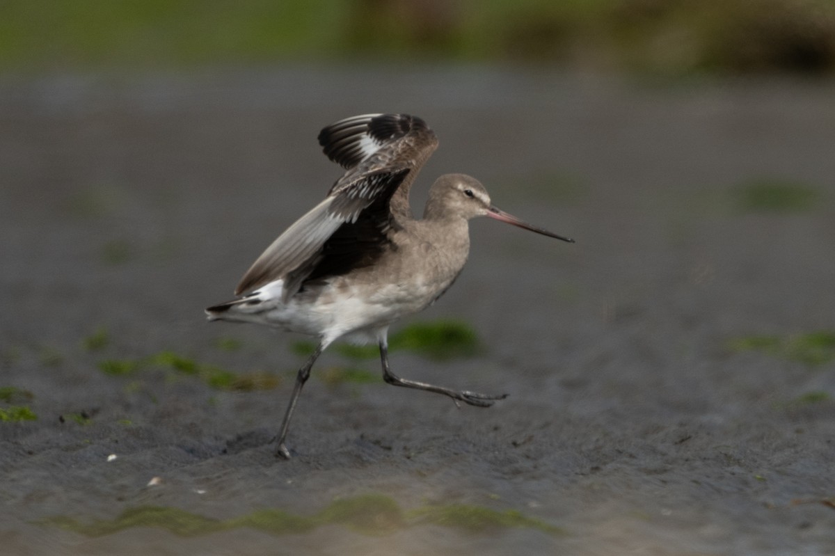 Hudsonian Godwit - Jorge Lopez Moreno