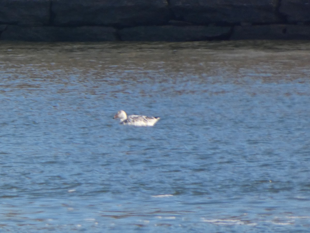 Snow Goose - ML406459741