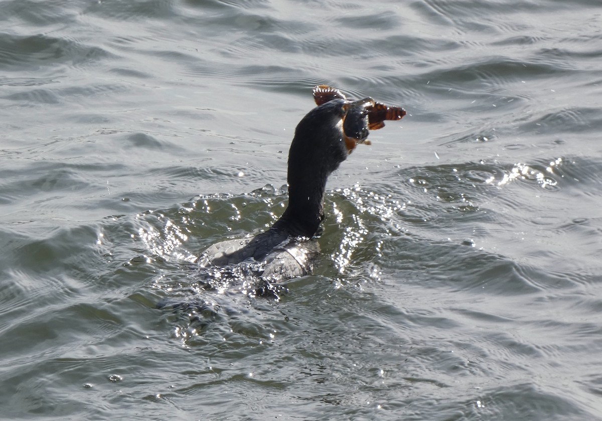 Double-crested Cormorant - ML406460411