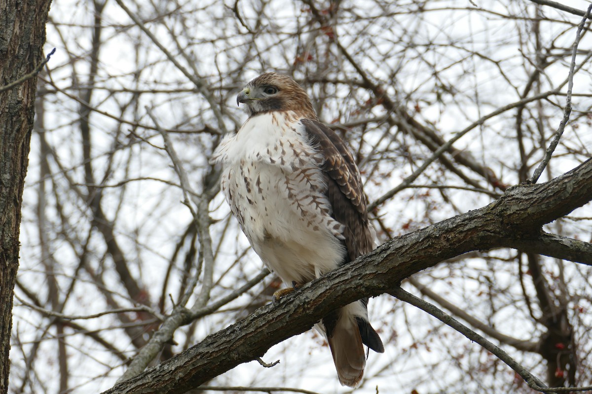 Rotschwanzbussard - ML406460921